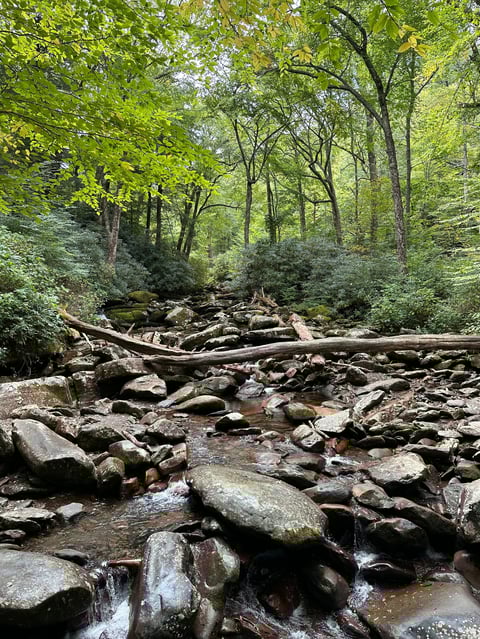 Rocky forest stream with fallen logs and boulders surrounded by green trees and foliage