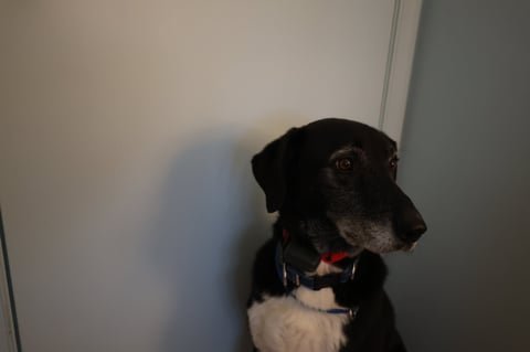 Black and white dog with collar looking to the side against white wall background