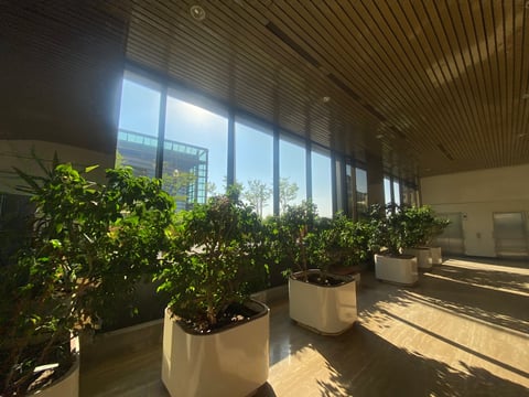 Modern office interior with potted green plants in white planters lined along floor-to-ceiling windows overlooking city buildings
